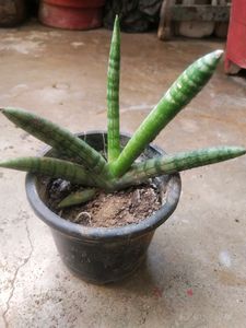Rare Cylendrical Dracaena Angolensis Plant