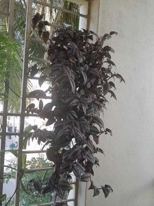 Real Rooted Wandering Dude/Tradescantia Plant