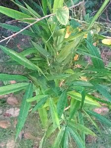 Elachi Plant (Cardamom)