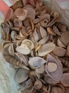 4kgs Real Sea Shells