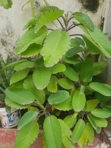 Patharchatta ( Kalanchoe )