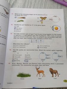 Nso Book