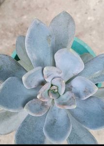 Variegated Succulent