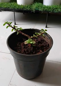 Jade plant with roots