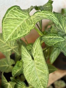 10 Live Root Plants