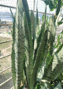 Snake Plant - Easy Care!