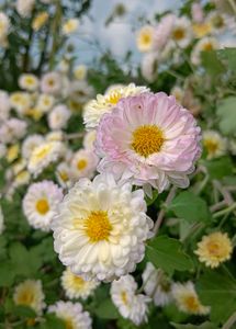 Chrysanthemum Plants With Roots  Multicolour