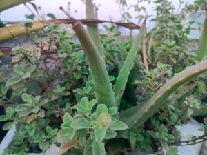 Aloevera Saplings