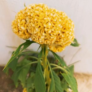 Flowering 🌺🌻🌹🌷 Seeds @ Low Price