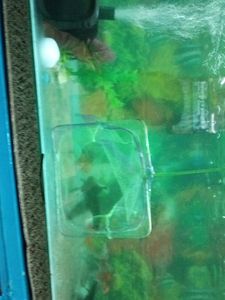 Fish Aquarium Atach Mant