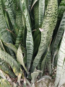 Live snake plant