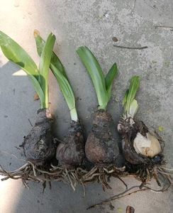 3 Spider Amaryllis Lily Bulbs