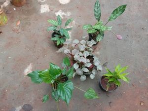 Plants