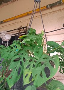 3 Broken Heart Or Cheese Plant 6-7 Inches  Plants