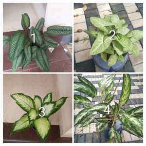 you can select 10 Live root plants