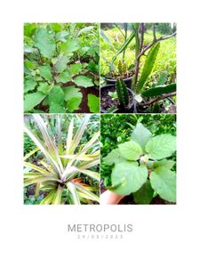 Very Healthy Live Fruits Plants