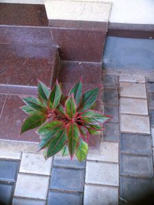10 Live Root Plants