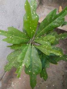 Freash Nd Healthy Croton Doted Plant With Room