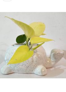 Ceramic Pot (tortoise Shaped)