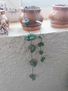 String Of Hearts Plant