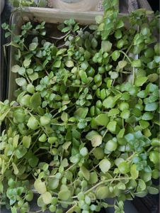 Set Of 5 Live Plants