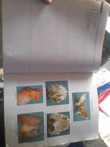 Anatomy &amp; Physiology Textbook