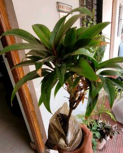 Set 3 Arrowhead &amp; Purple Heart &amp;syngonium Plants ?