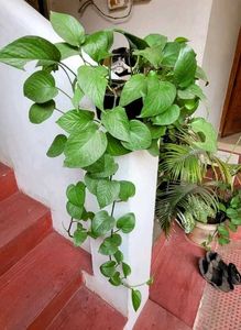 Evergreen Money Plant & Pot