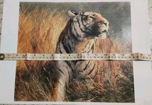 Tiger Picture