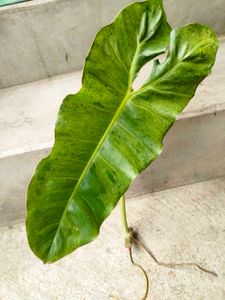Varieties Of Air Purifying Plants.