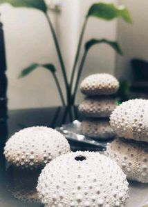 Rare Shells - Artistic Style - Home Decor