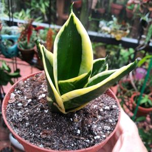 3 Rare Sansevieria Plants