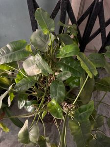 Different Plant Types