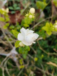 Rose Malli Live Plant 2