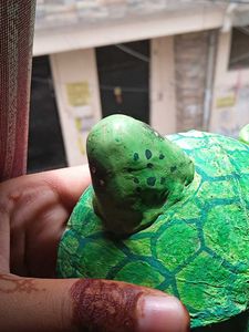 Clay Turtle