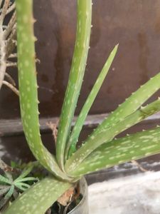 Aloevera Saplings
