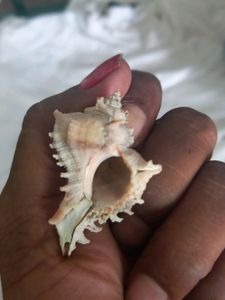 Mini Sea Shell