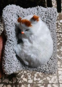 Musical Cat