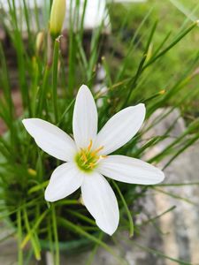 White Kesar Beautiful Plant