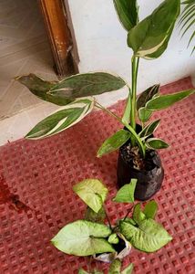 Set 2 Arrowhead &amp; Never.. Plants