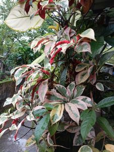 Variegated Plant