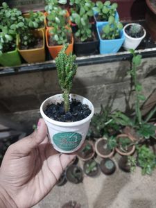 Fairy Castle Cactus