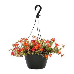 Hanging Plants Combo Of 11