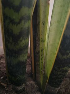 Dracaena Trifasciata Plant