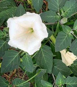 Datura Moon flower Seeds