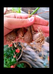 Mix Rain Lily Bulbs
