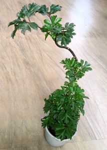 Bonsai Aralia Plant with pot