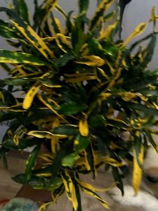 Croton Plant