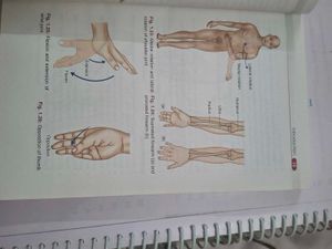 BD Chaurasia&#39;s Anatomy Handbook