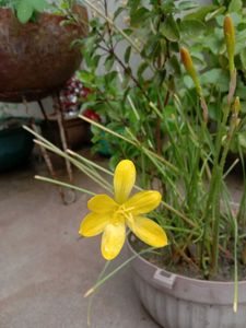 Vibrant Yellow Rain Lily Plant